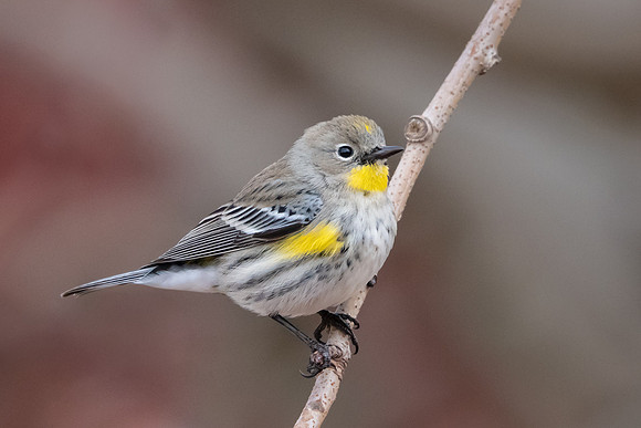 Yellow-rumped Warbler