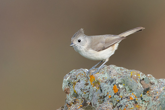 Oak Titmouse