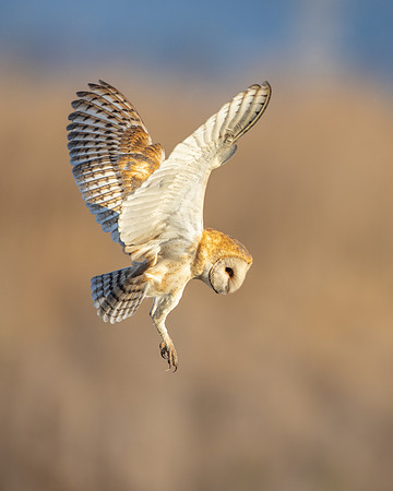 Barn Owl, hunting