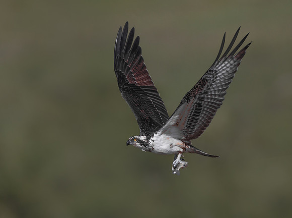 Osprey, with little fish