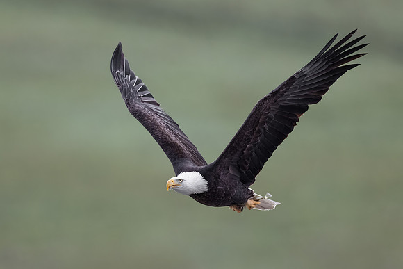 Bald Eagle, with little fish