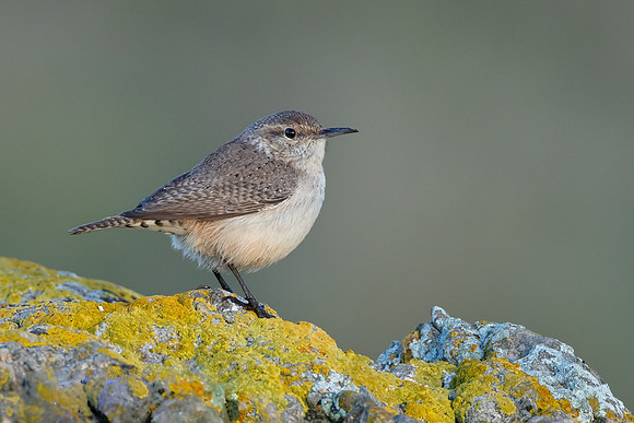 Rock Wren