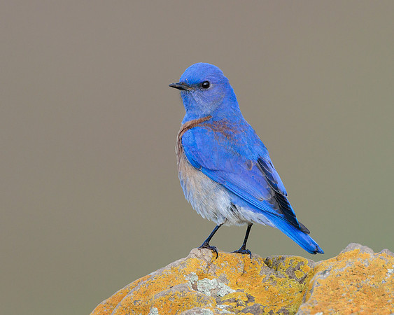 Western Bluebird