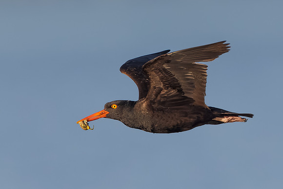 Black Oystercatcher, carrying food for chicks