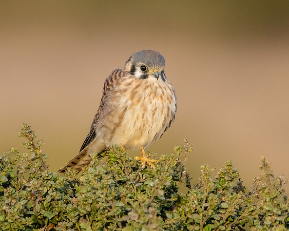 American Kestrel