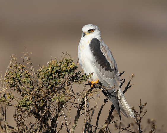 White-tailed Kite