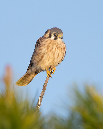 American Kestrel