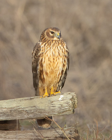Northern Harrier