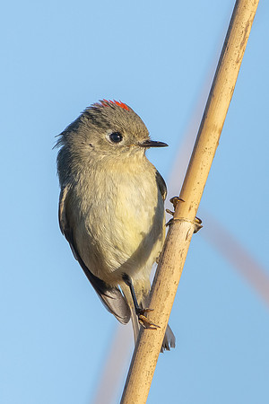 Ruby-crowned Kinglet
