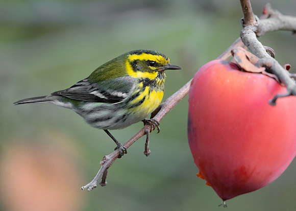 Townsend's Warbler