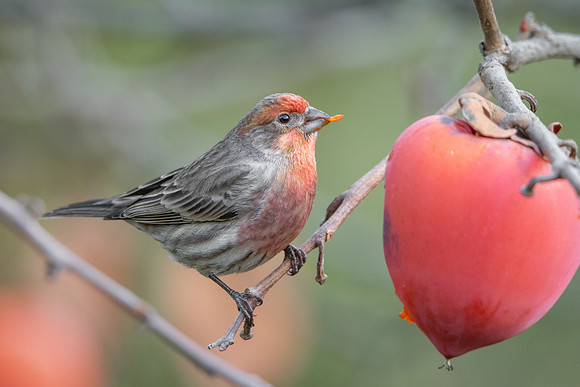 House Finch