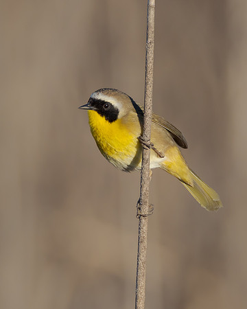 Common Yellowthroat