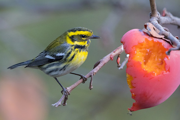 Townsend's Warbler