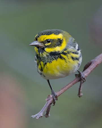 Townsend's Warbler