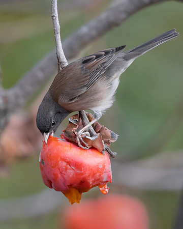 Dark-eyed Junco