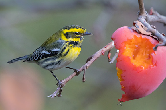 Townsend's Warbler