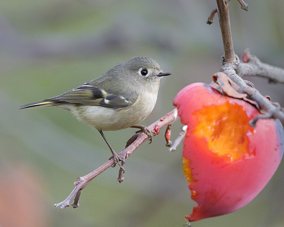 Ruby-crowned Kinglet