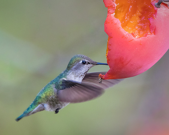 Anna's Hummingbird