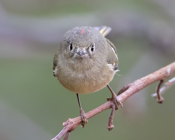 Ruby-crowned Kinglet