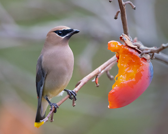 Cedar Waxwing
