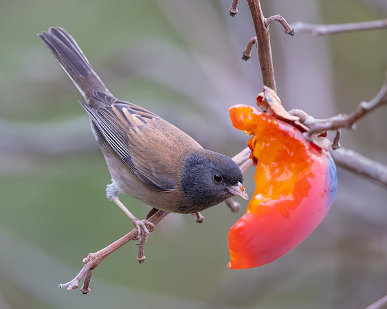 Dark-eyed Junco