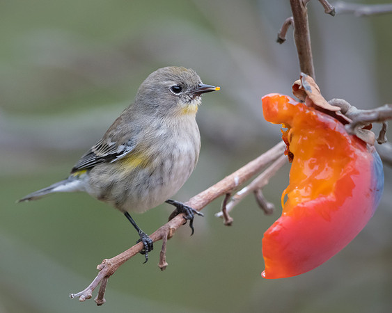 Yellow-rumped Warbler
