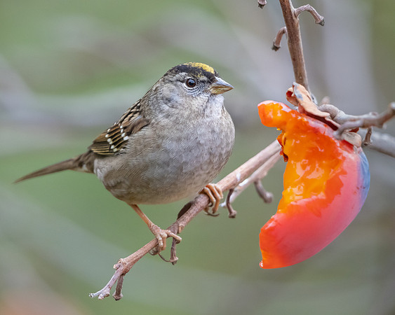 Golden-crowned Sparrow