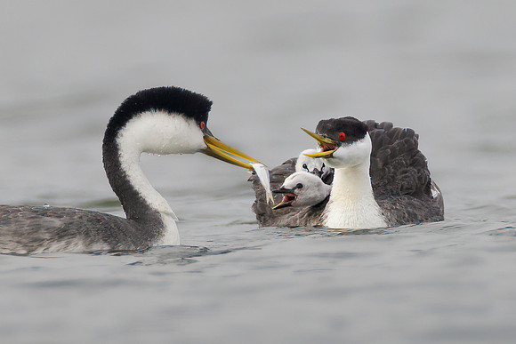 Western Grebes