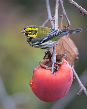 Townsend's Warbler