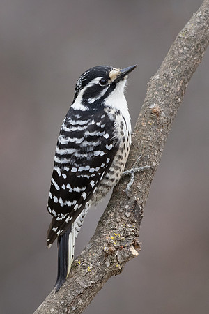 Nuttall's Woodpecker