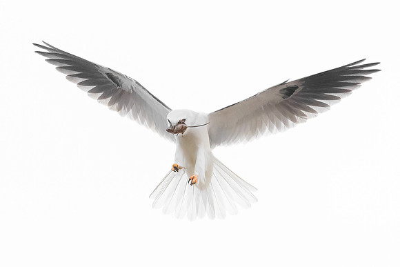 White-tailed Kite