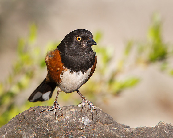 Spotted Towhee