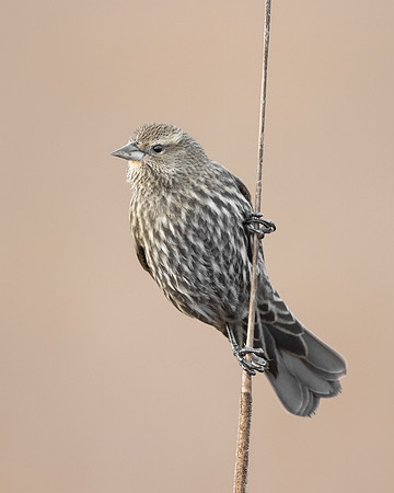 Red-winged Blackbird, female