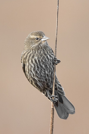Red-winged Blackbird, female