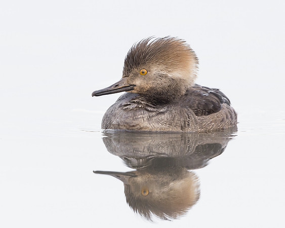 Hooded Merganser