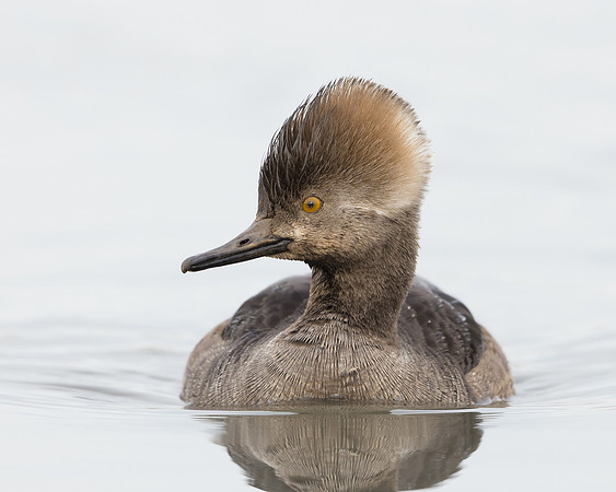 Hooded Merganser