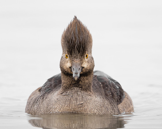 Hooded Merganser