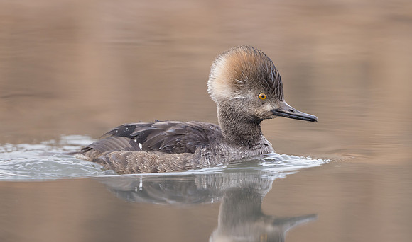 Hooded Merganser