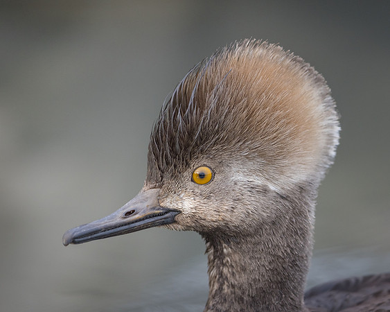 Hooded Merganser