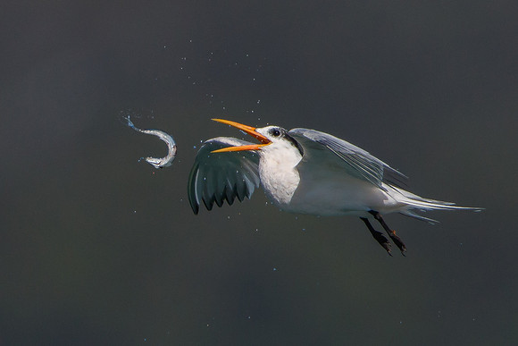 Elegant Tern, tossing fish to reposition for swallowing