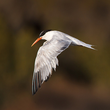 Elegant Tern