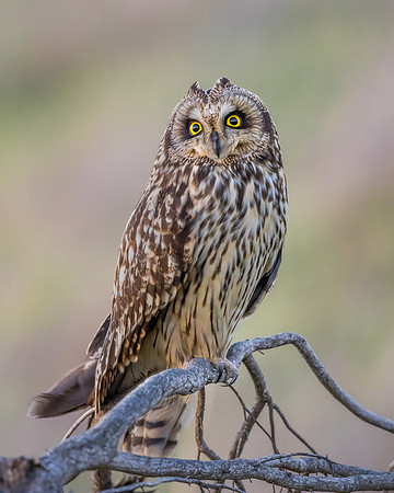 Short-eared Owl