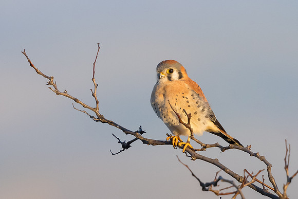 American Kestrel