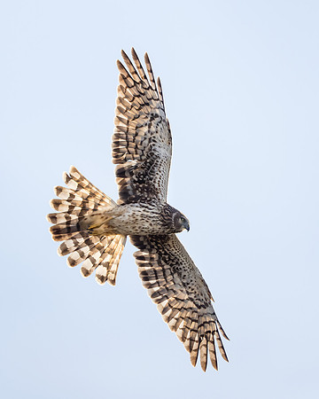 Northern Harrier