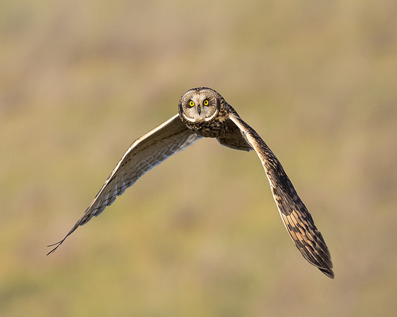 Short-eared Owl