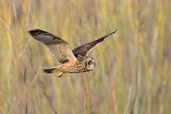 Short-eared Owl