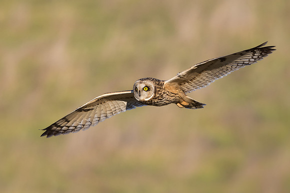 Short-eared Owl