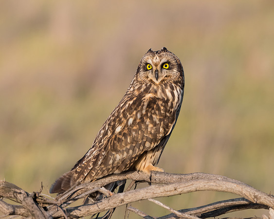 Short-eared Owl