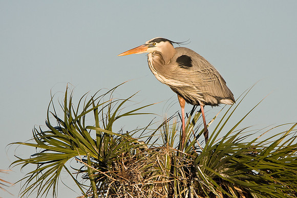 Great Blue Heron