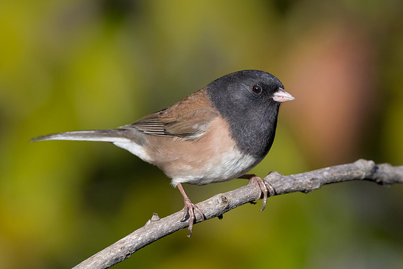 Dark-eyed Junco